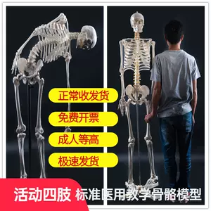 人體骨骼模型170cm - Top 500件人體骨骼模型170cm - 2024年5月更新- Taobao