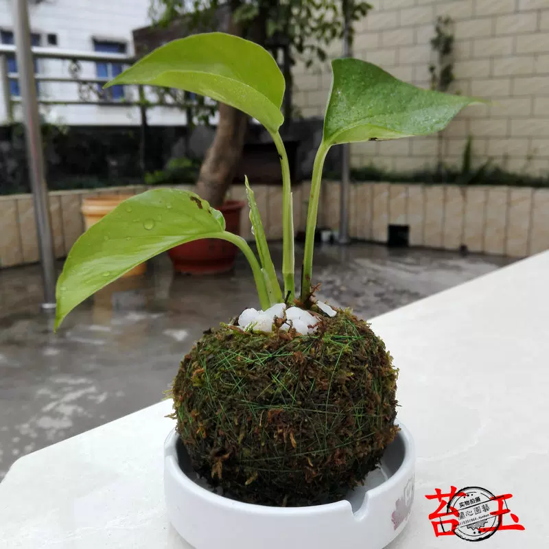 苔玉水苔球石斛兰花基质苔藓干水苔球青苔玉创意无