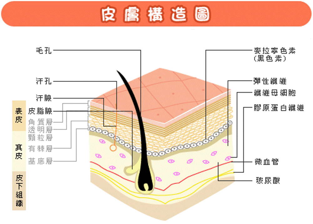 清洁表层疏通毛孔