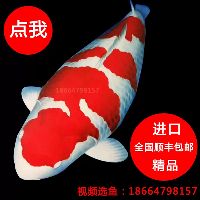 精品日本进口锦鲤鱼大型锦鲤活鱼活体观赏鱼大正三色红