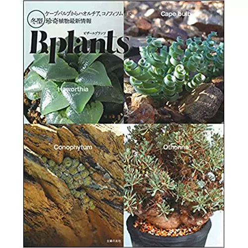 现货bplants 冬型珍奇植物新情報冬季多肉植物信息微型盆栽