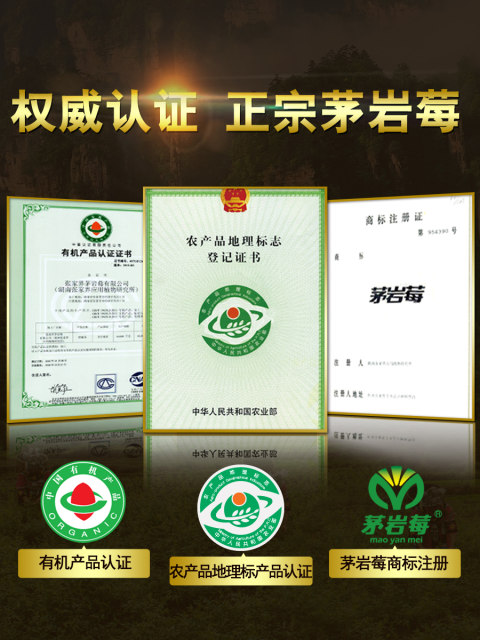 Zhangjiajie Berry Tea Vine Tea Maoyan Berry Tea Organic Tea Imitation Wild Mold Tea Young Leaf Bud Tip Health Tea 120g*2 Box