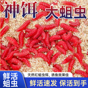 
Fresh red maggot live bait red worm live bait fishing bait outdoor wild fishing crucian carp bait stream explosion protection insect bait red yeast worm