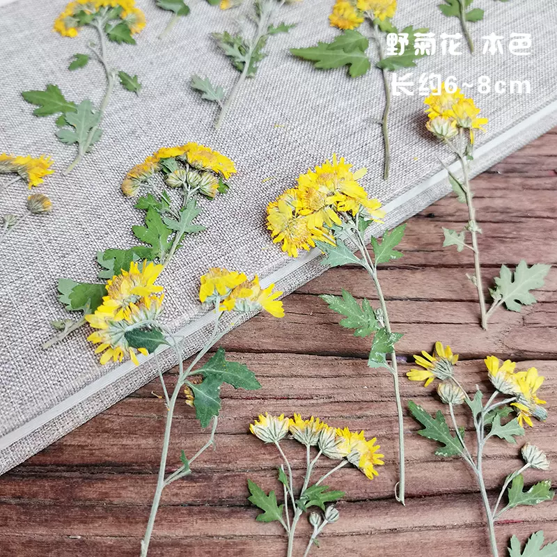 小雏菊花鳞托菊白针菊孔雀草压花干花包标本