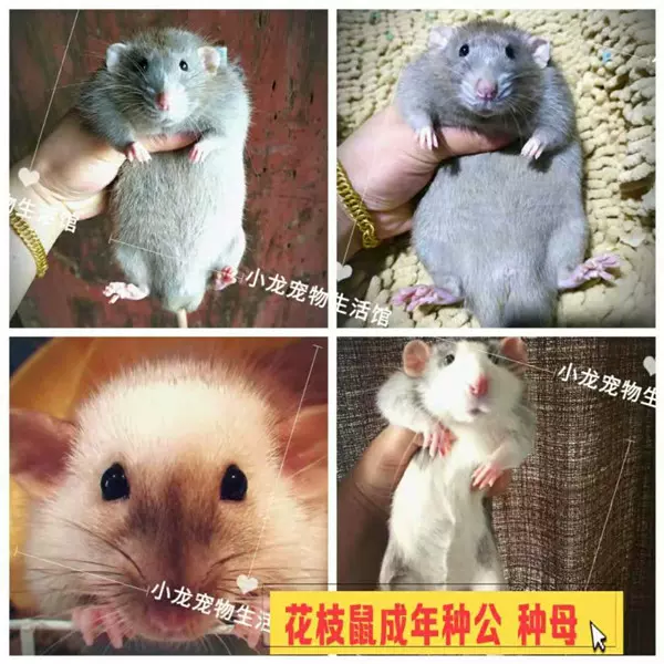 成年花枝鼠活体种公种母花枝鼠繁殖组哈士奇成年花枝鼠