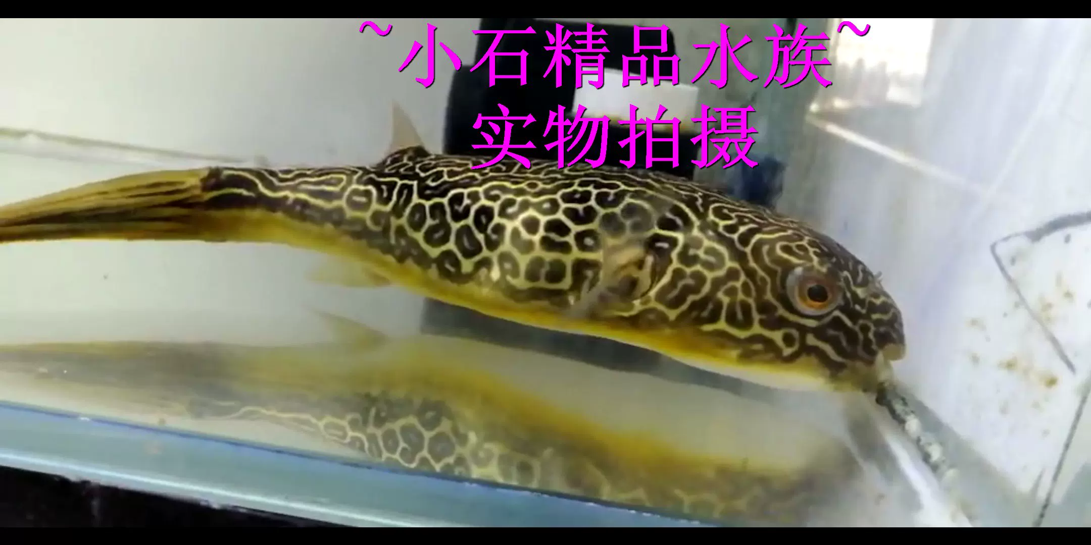 小石水族皇冠狗头皇冠河豚淡水河豚河鲀鱼活体淡水最大狗头河豚