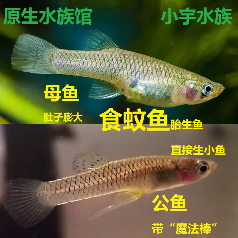 食蚊鱼除油膜工具鱼代替青鳉易繁殖直接生小鱼