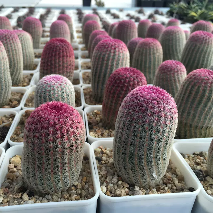 紅太陽紫太陽沙生植物開花仙人球仙人掌科耐旱喜陽品種 Taobao