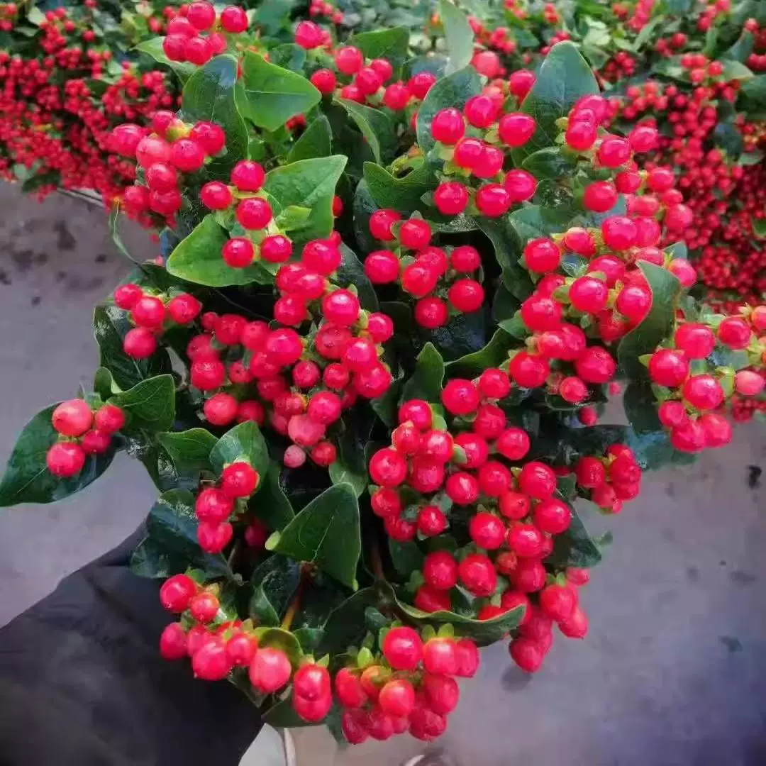 火龙珠花苗 相思豆情人果花卉种苗盆栽绿植味道浓香基地直销发货