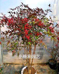 
Nandina saplings potted flame Nandina bonsai seedlings cold-resistant foliage courtyard balcony indoor plants flowers