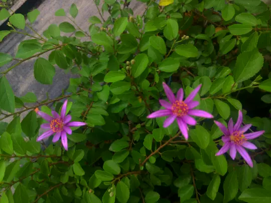 日本小品盆栽品種睡蓮木水蓮木盆栽山野草