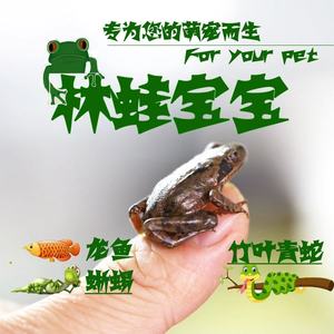 
Northeast old farmers fresh aquatic products small forest frog small toad turtle arowana feed pet feeding live