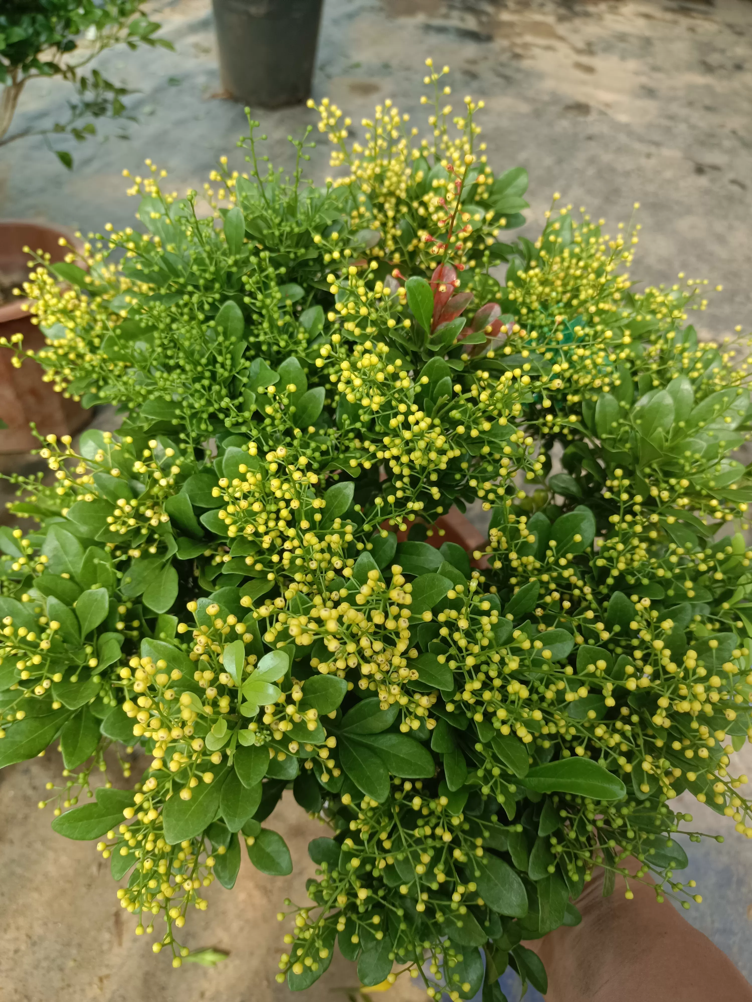 香水米兰花盆栽棒棒糖花卉植物室内阳台庭院地栽