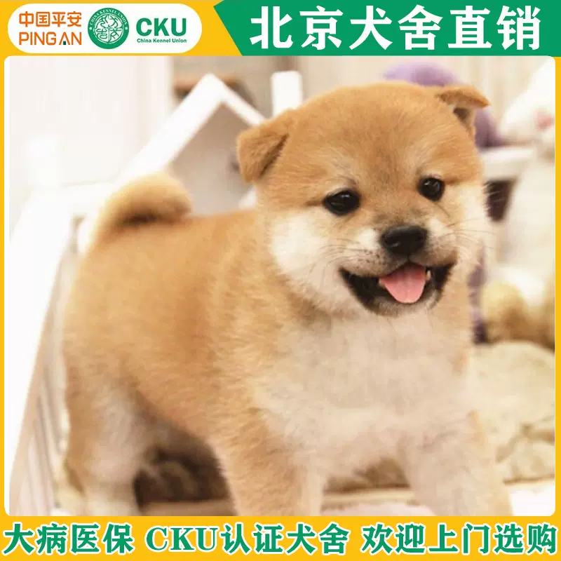 柴犬幼犬北京纯种日本柴犬包子脸赤黑白色小豆柴活体