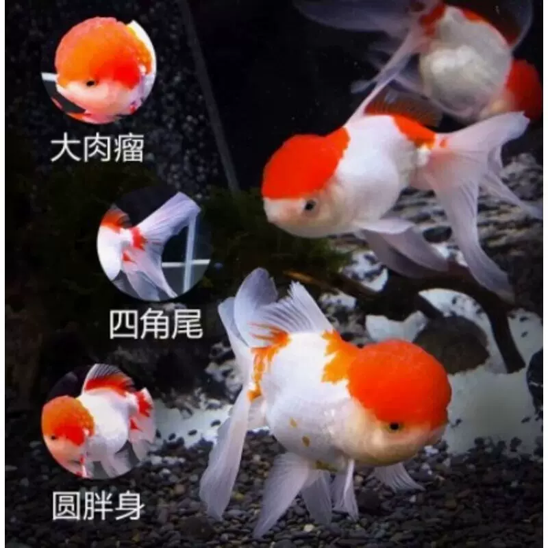 鸿运当头鹤顶红丹顶观赏鱼苗小型金鱼活体淡冷水丹顶额头红帽子鱼