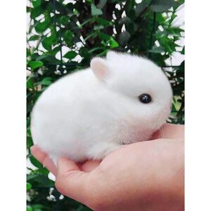 Mini dwarf rabbits children feed living lives phoenix small tea cups long not big pet dormitory