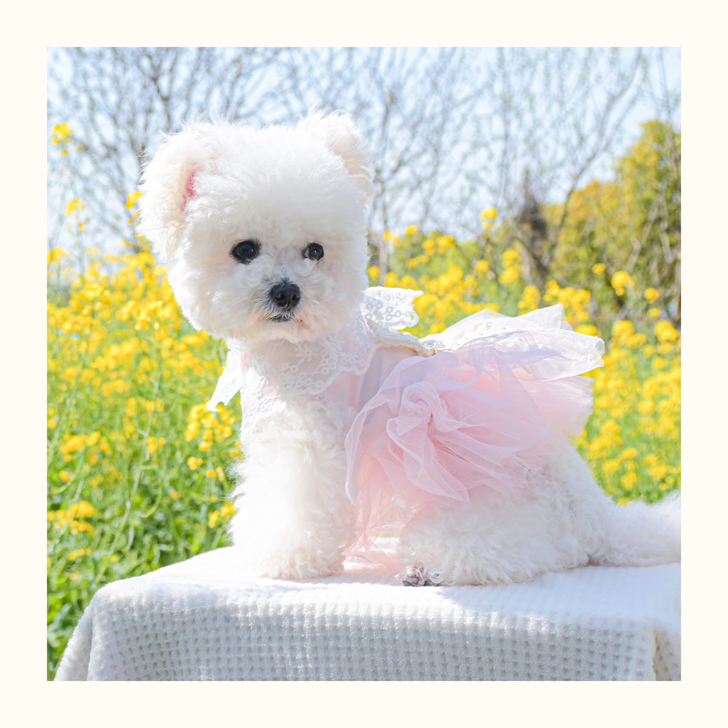 bridesmaid dress for dog Wedding dog satin dress | Dog Flower girl Dress | Blush wedding | Pink  Champagne wedding dog dress | dog clothes XS-XL