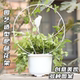 Gardening iron style Flower rack Potted Xueying Mountain Turtle Dragon Climbing Vine Flower Small Iron Lotus Plants
