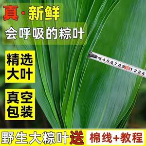 
Wild freshly picked rice dumpling leaves, large rice dumpling leaves, fresh rice dumpling leaves, extra large household special Dragon Boat Festival rice dumplings