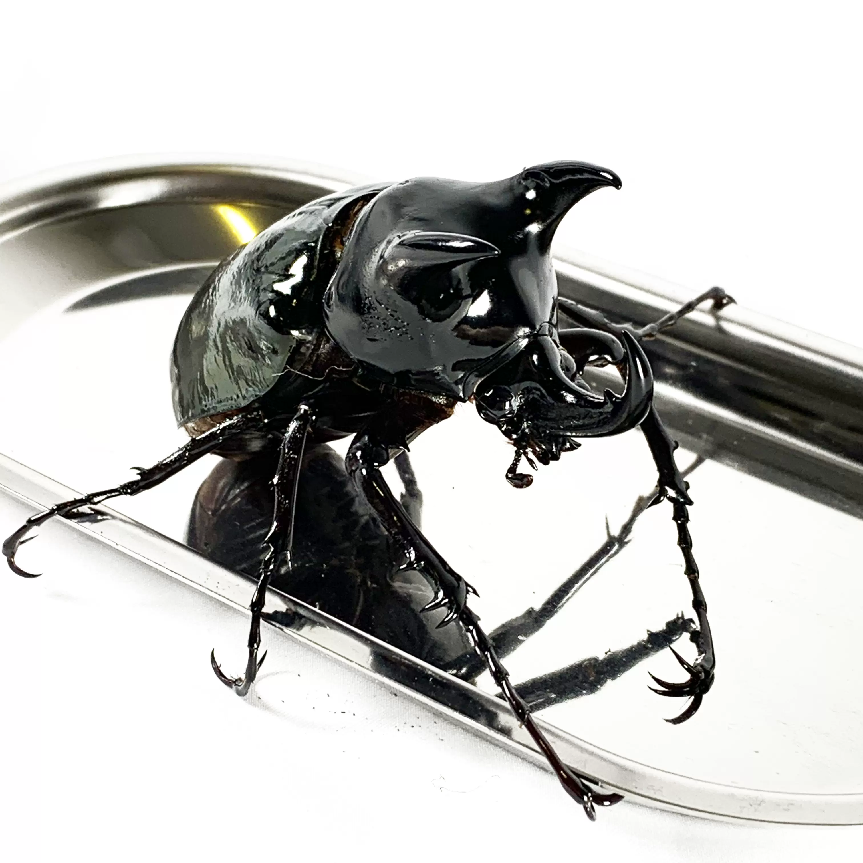 南洋大兜cck Ccc Cak 南洋暴君 幼虫成虫锹甲兜虫 Taobao