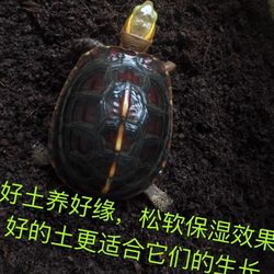 Huangyuan Turtle Anyuan's special high-quality humus soil is breathable, moisturizing, soft, odorless, and artificial fertilizer-free for plant growth.