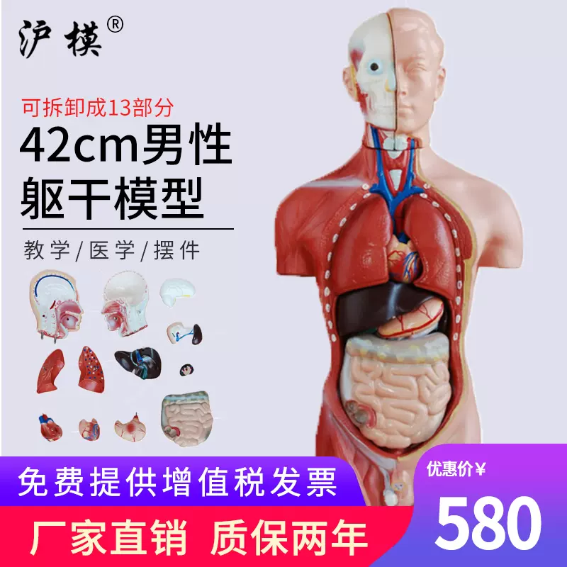 沪模42CM男性躯干模型13部件可拆分示教人体身体内脏器官解剖科学教学 