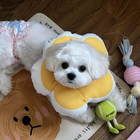 
Dog Elizabeth Circle Auntie Anti-licking Soft Headgear Cat Neutering Flower Neck Collar After Surgery Anti-licking Adjustable