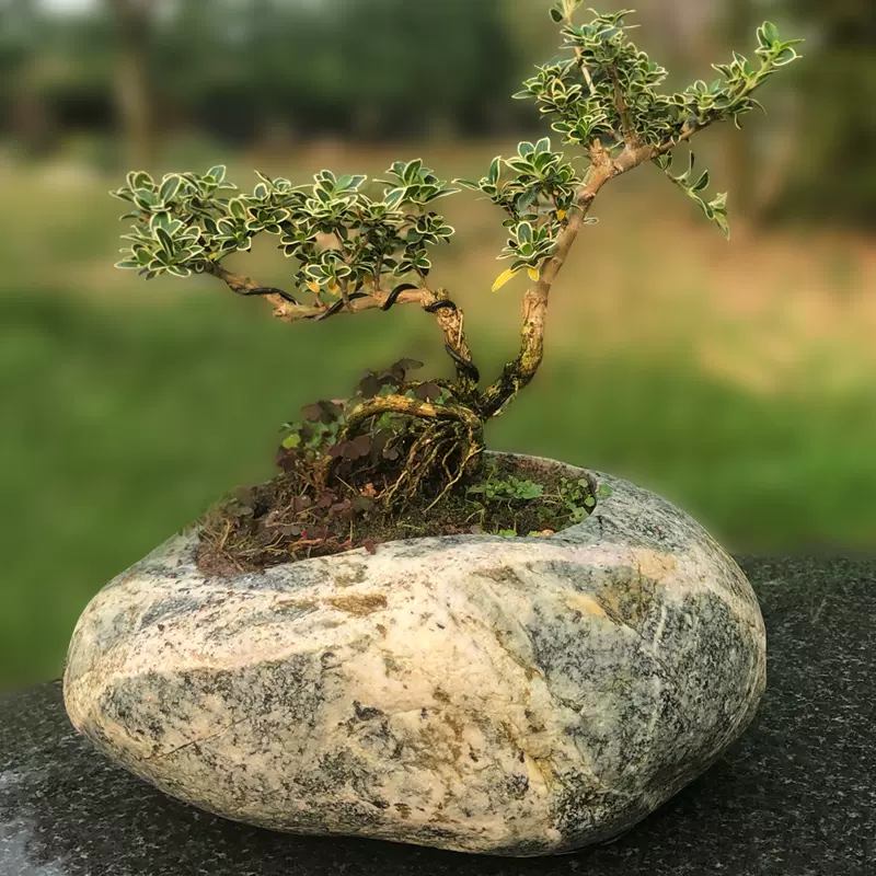 天然石头花盆原生态盆景吸水菖蒲盆栽花器创意多肉绿植盆