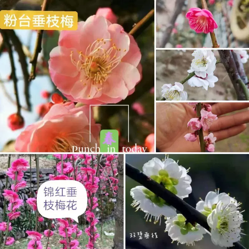 原生稀有梅花红绿白粉梅垂枝梅盆栽庭院地栽耐寒植物-Taobao