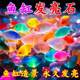 Luminous shell fluorescent stone fish tank decorative glowing gardening scenery Creative starfish conch diy children's toys