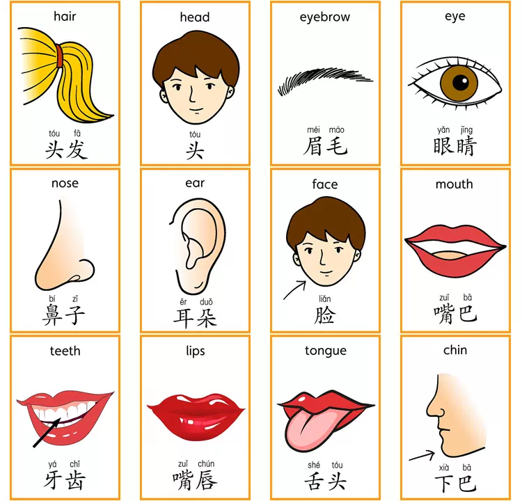 英语汉字拼音卡片身体部位闪卡28张幼儿园儿童单词早教认知