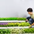 Cây xanh mô phỏng, hoa giả, hoa nhựa, vách ngăn để bàn mô phỏng củ cải xanh, màn hình từ trần đến sàn, bộ hoa hàng rào, đồ trang trí lan giả hạc rừng Hoa nhân tạo / Cây / Trái cây