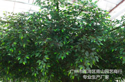 Manufacturer's simulated plant tree, customized artificial banyan tree, simulated tree, shopping mall, square, garden, viewing green plant