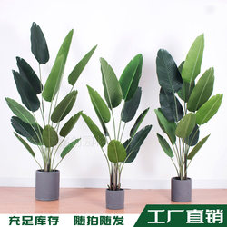 Simulated traveler banana, green plant potted plant, internet celebrity traveler banana potted plant, artificial traveler banana, potted plant