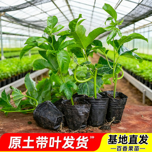 
Passion fruit seedlings bear fruit in four seasons, golden passion fruit saplings, grafted seedlings, four seasons in the south, bear fruit in the same year, balcony potted plants