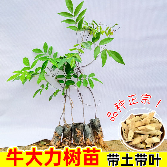
Authentic mid-leaf cattle Dali saplings, fine leaves, high-quality planting cattle Dali seedlings, improved potato formation, fast soil, high yield with leaves
