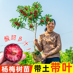 
Bayberry saplings, black charcoal, Dongkui bayberry extra large saplings, grafted fruit seedlings, fruit seedlings, planting in the north and south with soil in the same year