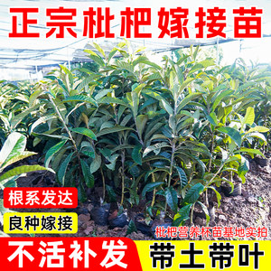 
Large five-star loquat seedlings are grafted to large trees, early maturing and high-yielding, and are planted in the north and south with mud and leaf pots, pure and sweet.