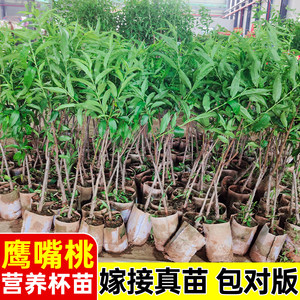 
Peach tree seedlings source base, hawkbill peach tree seedlings, grafted seedlings, yellow peach trees, oil peach seedlings, planted in the north and south