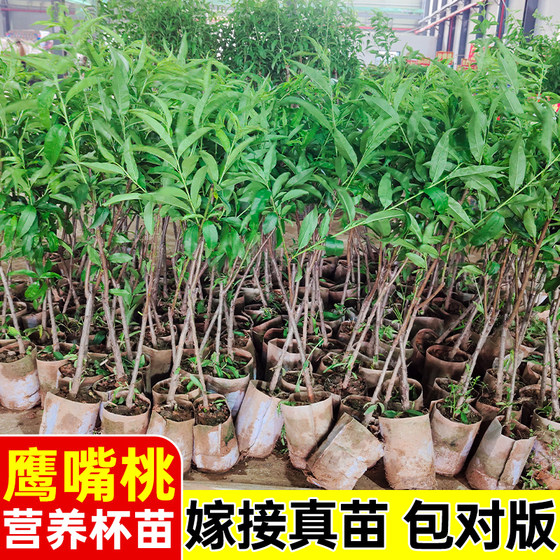 
Peach tree seedlings source base, hawkbill peach tree seedlings, grafted seedlings, yellow peach trees, oil peach seedlings, planted in the north and south