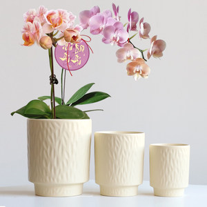 New ceramic flower pot tall with tray butterfly orchid oncidium orchid tiger orchid spider orchid green dill green plant pot clearance