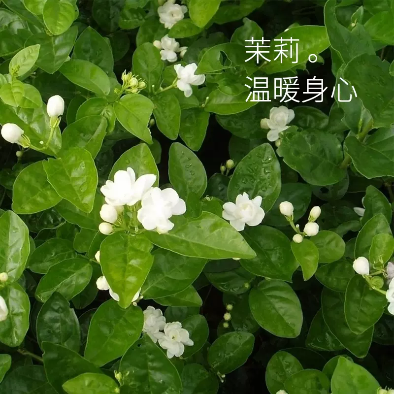 憩息 阿拉伯茉莉单方精油5ml 一 产地:中国