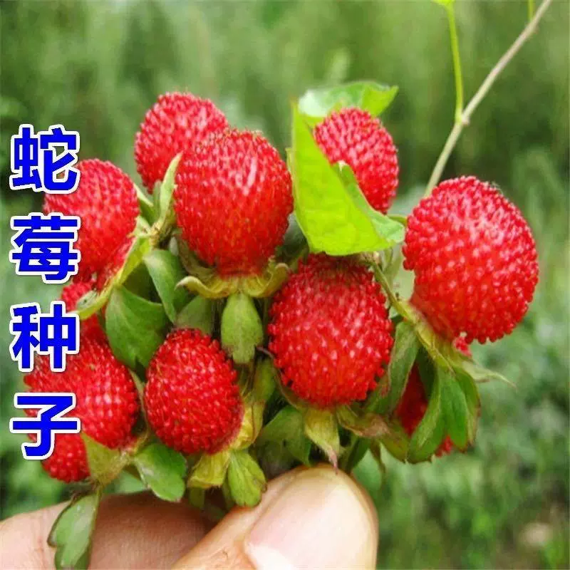 蛇莓种子包邮草坪庭院盆栽观赏种子包邮花籽室内外