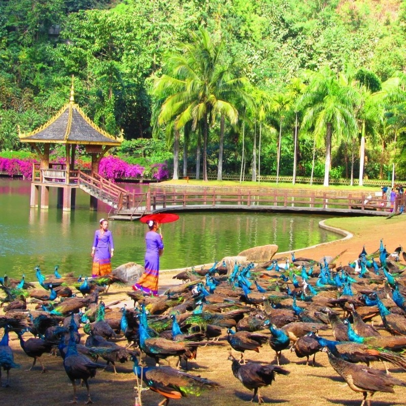 专车自由行|云南西双版纳1地4天3晚体验异域风情&独立专车&1单1车