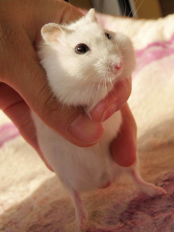 不过,虽然仓鼠好养活,但是也还是需要我们用心呵护的,不然小小的仓鼠