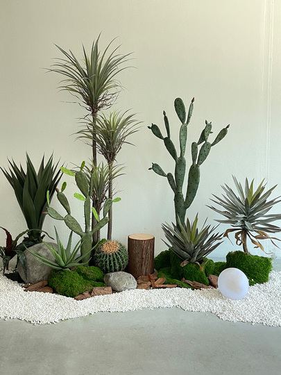 kaktus anzucht Cactus Opuntia | 120cm | Online kaufen