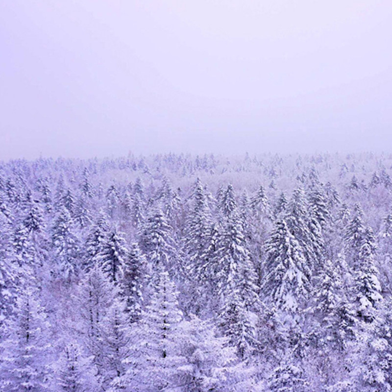 亚布力起止中国雪乡一日游 雪乡国家森林公园跟团游0购物无套路