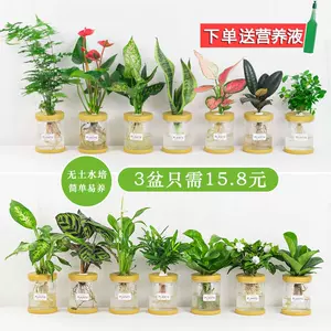 盆栽栀花- Top 100件盆栽栀花- 2024年3月更新- Taobao