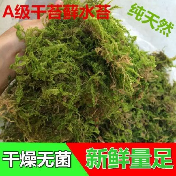 新品水苔干苔智利水苔包邮无菌蝴蝶兰花捕