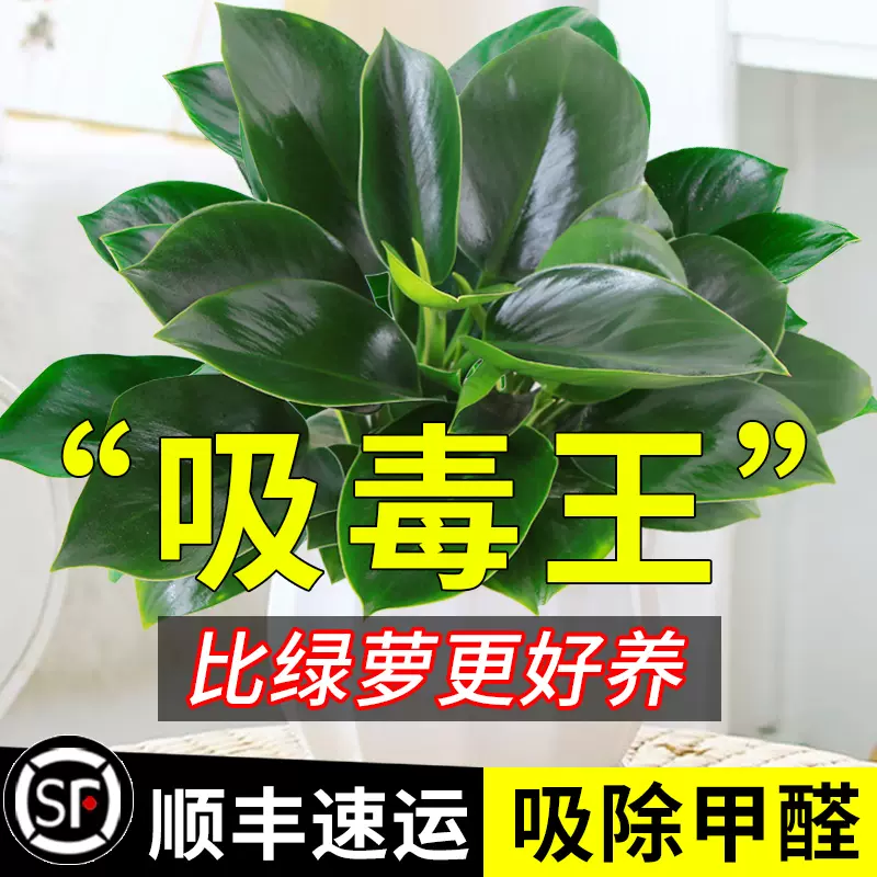 金鑽盆栽黃金葛籮植物室內花卉綠植水培辦公室多肉新房家用盆栽好養-Taobao